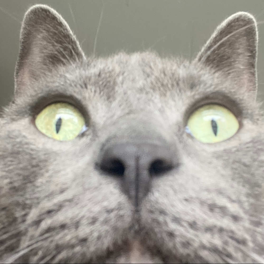 Meet your Posher, Daphne